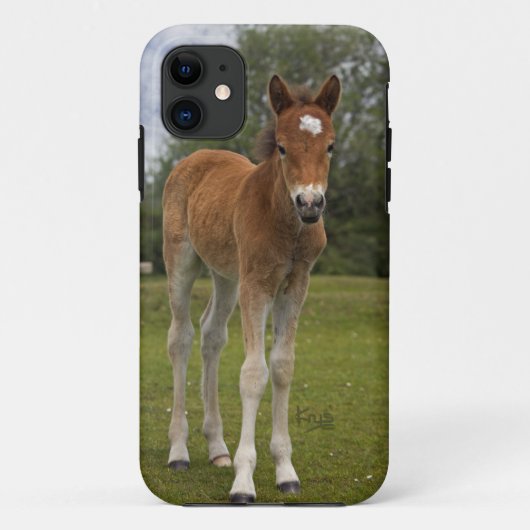 Veulen iPhone 5 Hoesje (Achterkant)
