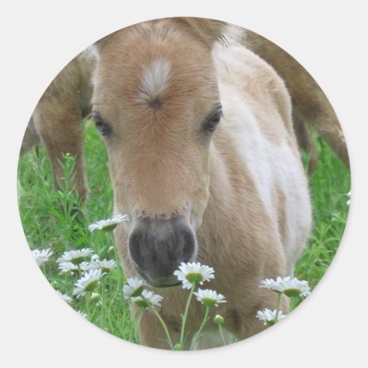 Veulen ruikende madeliefjes Sticker (Voorkant)