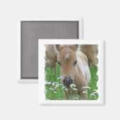 Veulen ruikende madeliefjes vierkante magneet (Voorkant / Achterkant)