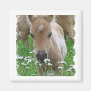 Veulen ruikende madeliefjes vierkante magneet