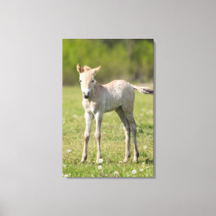 Veulen van Przewalskipaard, Hongarije Canvas Afdruk