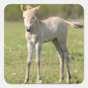 Veulen van Przewalskipaard, Hongarije Vierkante Sticker