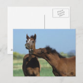 Veulennen die 2 spelen briefkaart (Voorkant / Achterkant)