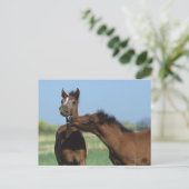 Veulennen die 2 spelen briefkaart (Staand voorkant)