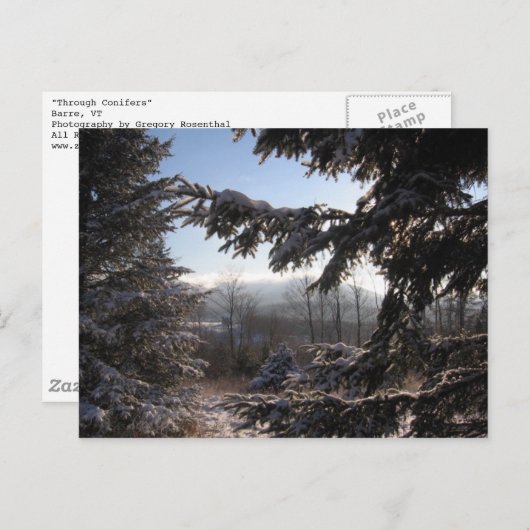 via naaldbomen briefkaart (Voorkant / Achterkant)