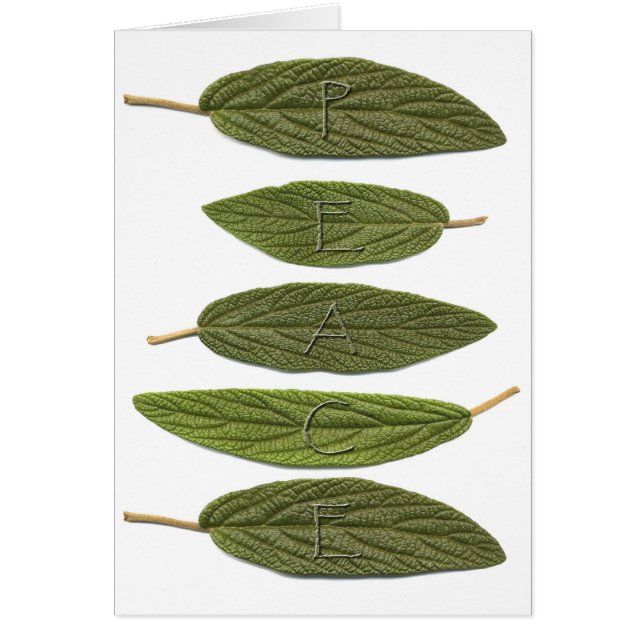 VIBIRNUM verlaat PEACE (Voorkant)