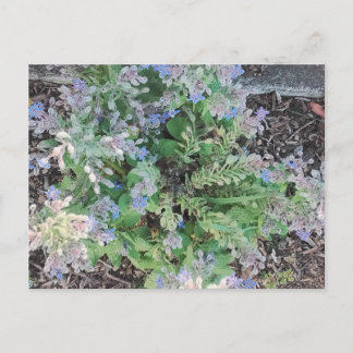 Vibrant Blue Borage Starflower Herbal Garden Briefkaart