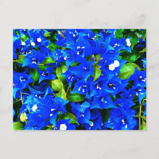 Vibrant Blue Bougainvillea Flowers Briefkaart (Voorkant)