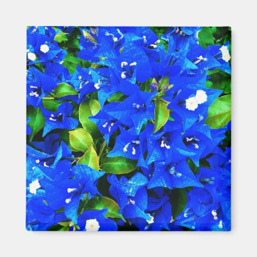 Vibrant Blue Bougainvillea Flowers Magneet (Voorkant)