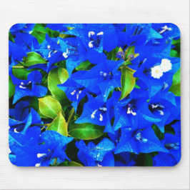 Vibrant Blue Bougainvillea Flowers Muismat