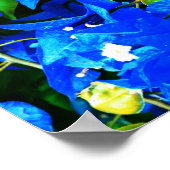Vibrant Blue Bougainvillea Flowers Poster (Hoek)