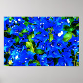 Vibrant Blue Bougainvillea Flowers Poster (Voorkant)