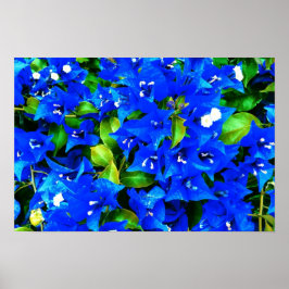 Vibrant Blue Bougainvillea Flowers Poster