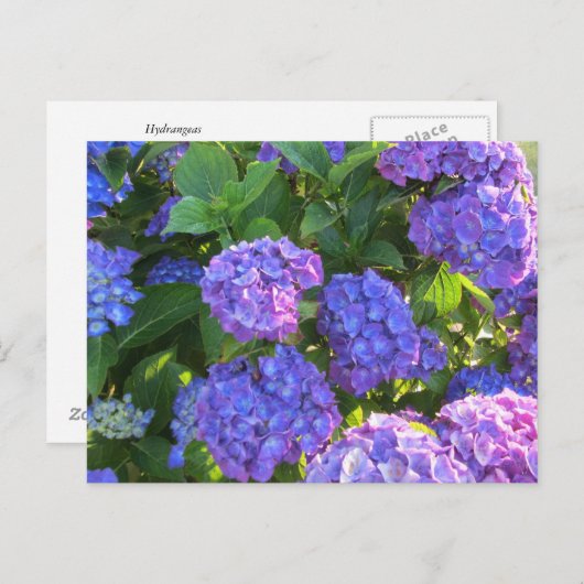 Vibrant Blue en Paarse hydrangeas Briefkaart (Voorkant / Achterkant)