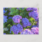 Vibrant Blue en Paarse hydrangeas Briefkaart (Voorkant)