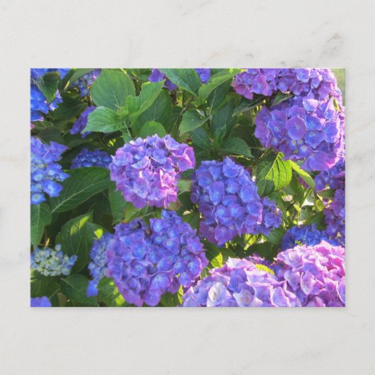 Vibrant Blue en Paarse hydrangeas Briefkaart (Voorkant)