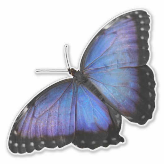 Vibrant Blue Morpho Butterfly Sticker - Custom Cut (Voorkant)