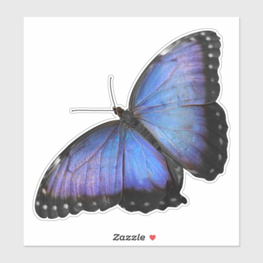 Vibrant Blue Morpho Butterfly Sticker - Custom Cut (Vel)