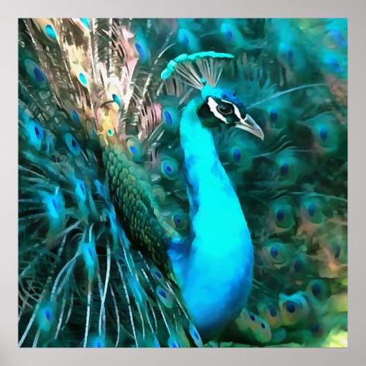 Vibrant Blue Peacococo in met gepante staart Poster (Voorkant)