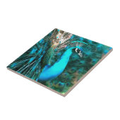 Vibrant Blue Peacococo in met gepante staart Tegeltje (Zijkant)
