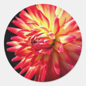 Vibrant Dahlia Flower Ronde Sticker (Voorkant)