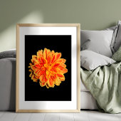 Vibrant Dahlia Foto Afdruk
