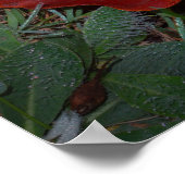 Vibrant Fall Leaves Poster (Hoek)