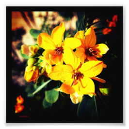 Vibrant Flowers Foto Afdruk