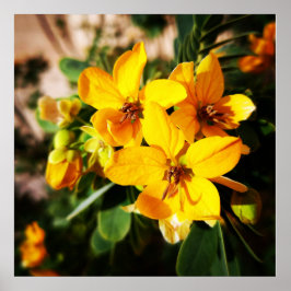 Vibrant Flowers Poster