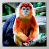 Vibrant Foto van apen in Wildlife Park Poster (Voorkant)