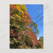 Vibrant gekleurde mazelen briefkaart (Voorkant)