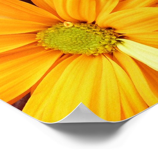 Vibrant Gerbera Daisy Bouquet Poster (Hoek)