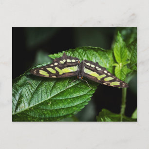 Vibrant Green Briefkaart