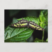 Vibrant Green Briefkaart (Voorkant)