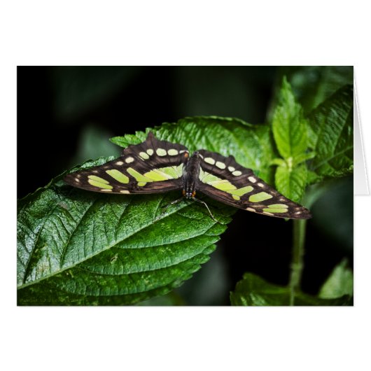 Vibrant Green Kaart (Voorkant Horizontaal)