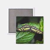 Vibrant Green Magnet (Voorkant / Achterkant)