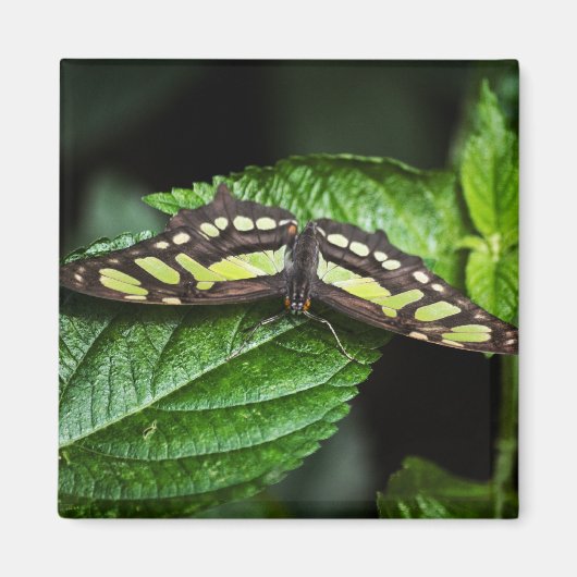 Vibrant Green Magnet (Voorkant)