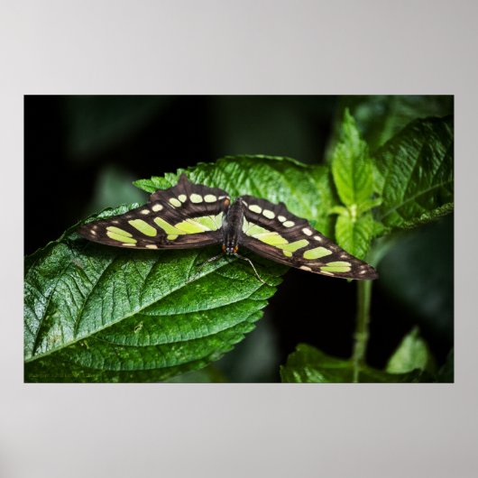 Vibrant Green Print (Voorkant)