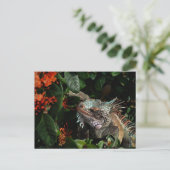 Vibrant Iguana Post Card, Amerikaanse Maagdeneilan Briefkaart (Staand voorkant)