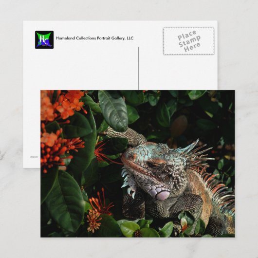 Vibrant Iguana Post Card, Amerikaanse Maagdeneilan Briefkaart (Voorkant / Achterkant)