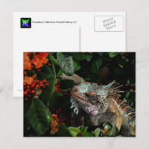 Vibrant Iguana Post Card, Amerikaanse Maagdeneilan