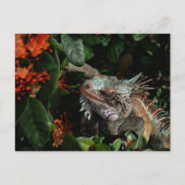 Vibrant Iguana Post Card, Amerikaanse Maagdeneilan Briefkaart (Voorkant)
