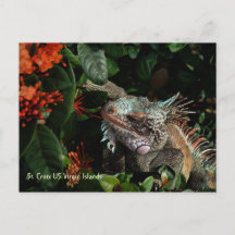 Vibrant Iguana Post Card, Amerikaanse Maagdeneilan