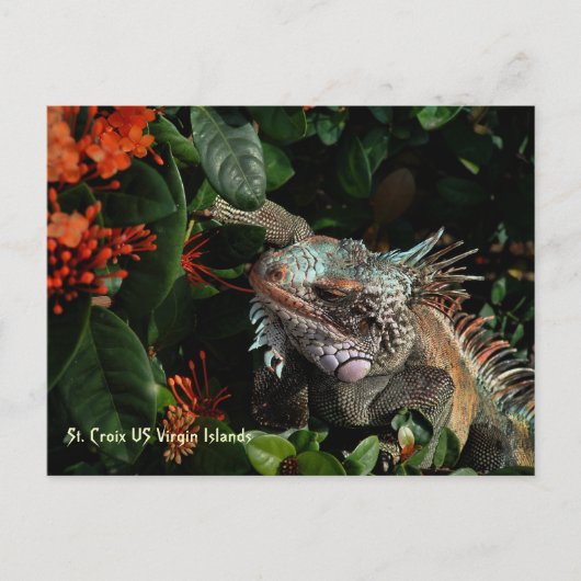 Vibrant Iguana Post Card, Amerikaanse Maagdeneilan Briefkaart (Voorkant)