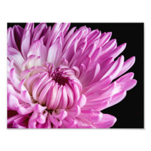 Vibrant in Pink Dahlia Foto Afdruk