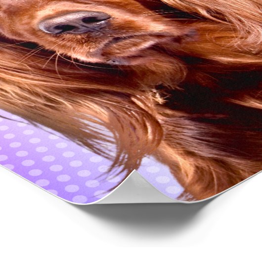 Vibrant Irish Setter Pop Art Poster (Hoek)