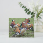 Vibrant Mandarin Duck Briefkaart (Staand voorkant)
