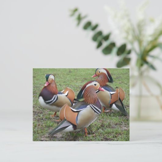 Vibrant Mandarin Duck Briefkaart (Staand voorkant)