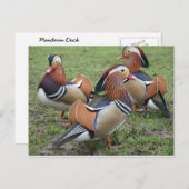 Vibrant Mandarin Duck Briefkaart (Voorkant / Achterkant)