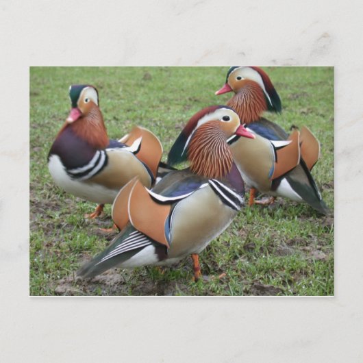 Vibrant Mandarin Duck Briefkaart (Voorkant)